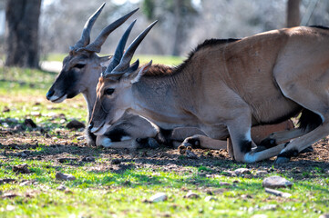 deer in the wild