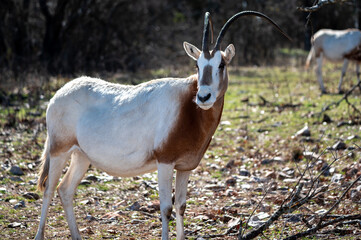 antelope in the wild