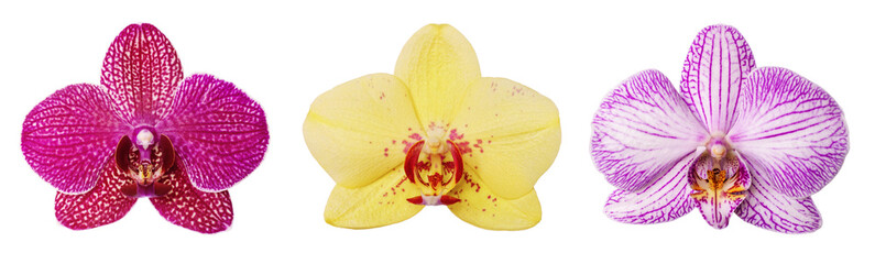 Set of orchid flowers isolated on white