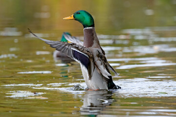 Male mallard duck drake spreading its wings while standing on the water, his green head feathers and yellow bill glowing in the sun