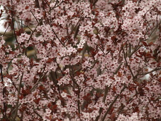 Obraz premium Arbuste rose