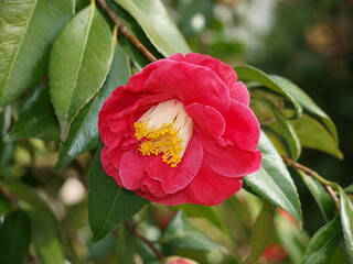 Fleur de camellia