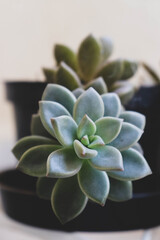 Fototapeta premium succulent plant
