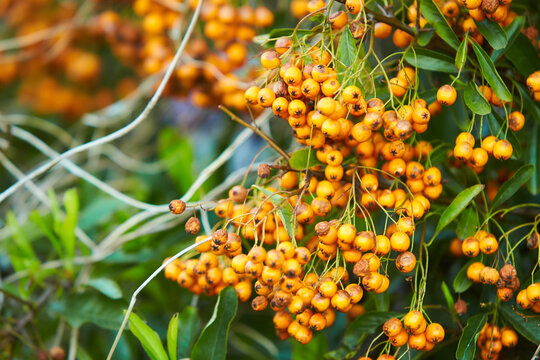 Pyracantha firethorn attractive yellow berries. Pyracantha coccinea orange glow firethorn is excellent evergreen hedge.
