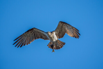 Osprey in flight with a fish in its talons 