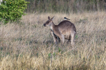 kangaroo in the wild with a bird on it's back

