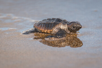 An endangered Loggerhead turtle hatchling makes its way from the nest to the open ocean