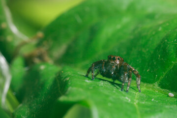 spider on a leaf