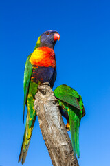 rainbow lorikeets 
