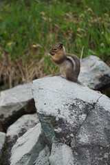 chipmunk on the rock