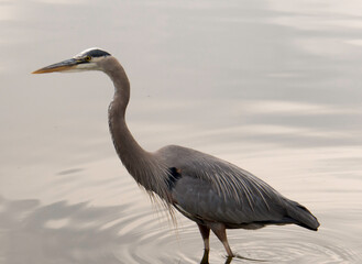 Heron