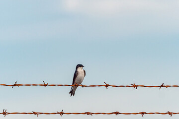 one beautiful blue feathered swallow resting on the wired fence under overcast sky