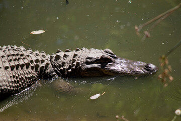 this is a close up of an American alligator