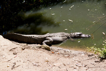 the alligator is entering the water