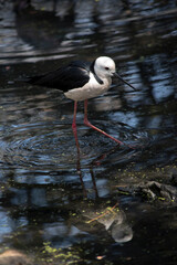 the black wing stilt is looking for food in the water