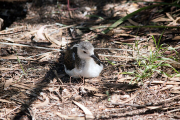 the black winged stilt is sitting on a nest