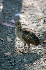 this is a peacock chick