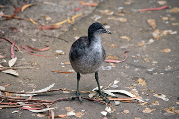 the eurasian  coot chick is walking along the path