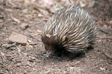 the echidna is looking for food