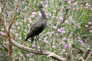 Naklejka premium the glossy ibis is perched on a bush
