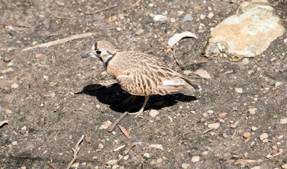 this is a side view of an inland dotteral