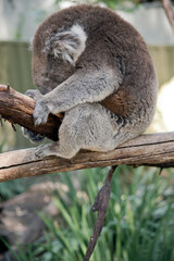 this is a side view of a koala resting