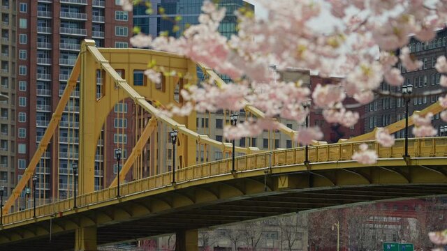 A slow rack focus from cherry blossom trees branches to the yellow Andy Warhol Bridge in Pittsburgh, Pennsylvania. The buildings of downtown in the background.  	