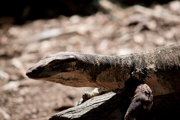this is a close up of a lace lizard