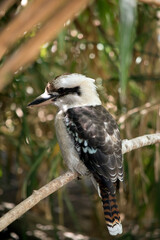 the laughing kookaburra is sitting on a branch