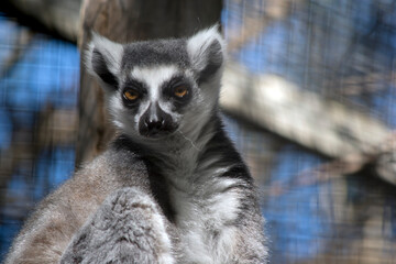 Obraz premium this is a close up of a ring tail lemur