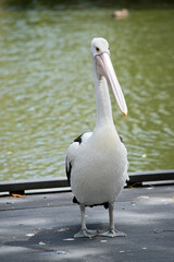 the pelican is walking on a pier
