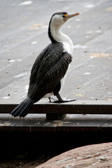 the pied cormorant is standing on a ledge