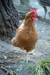 the rooster is standing on one leg