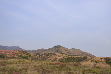 阿蘇中岳方面から烏帽子岳の麓に咲くミヤマキリ