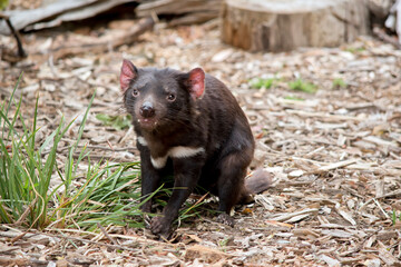 the Tasmanian Devil is a carnivore  they are extremely vicious