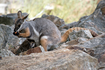 the yellow footed rock wallaby has a joey in her pouch