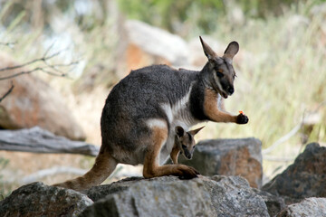 this is a side view of a  yellow footed rock wallaby with her joey in her pouch
