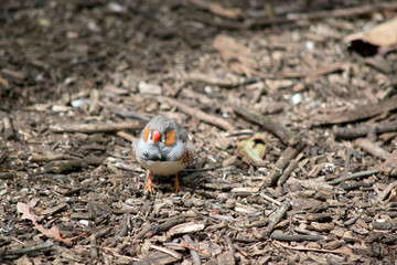 the zebra finch is looking for food