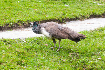 Peacock in Colombian Farm