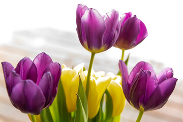 Fototapeta premium Purple and orange bunch of tulip flowers in home decor setting with white, house background and light shining in. 