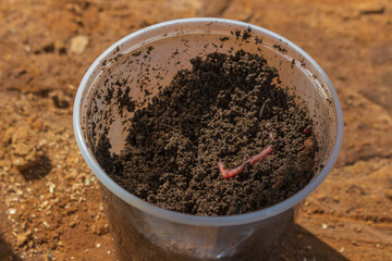 Pot with earthworm and earth for fish bait