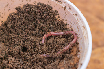 Pot with earthworm and earth for fish bait