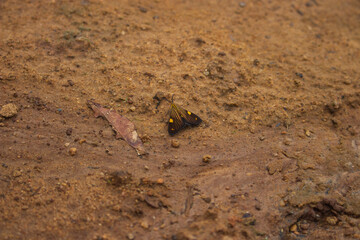 Yellow and black butterfly on sandy ground