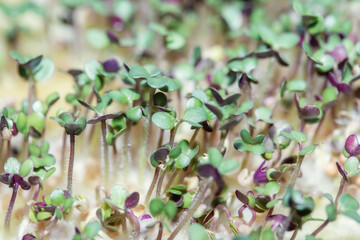 Obraz na płótnie Canvas Sprouts of microgreens of white mustard, friendly shoots on a special substrate