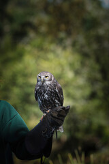 Owl at lone pine koala in Australia. High quality photo