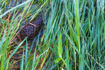 Pine cone played by the lake in the middle of the bush