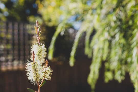 Calistemon Bilder Durchsuchen 79 Archivfotos, und