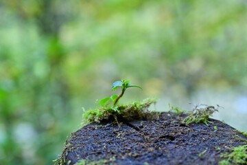 抱返り渓谷で見た木の上で元気に育つ植物＠秋田