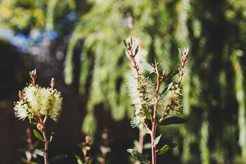 native Australian yellow bottle brush callistemon plant outdoor in sunny backyard