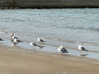 右にならえの波打ち際のカモメの群れ